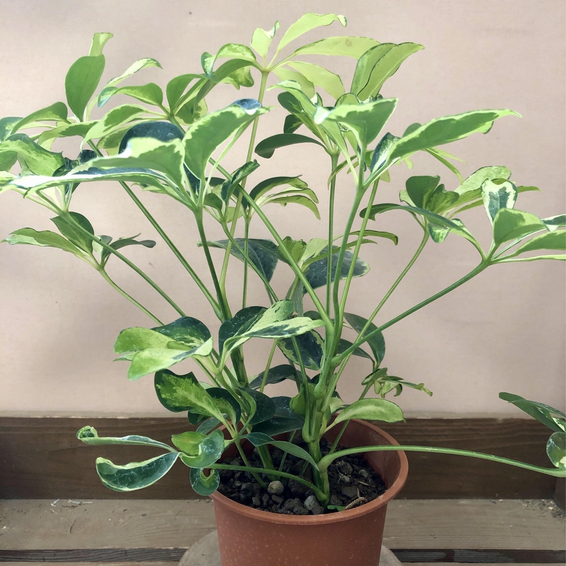 Amazon｜観葉植物 シェフレラ シルバークイーン｜観葉植物 オンライン通販